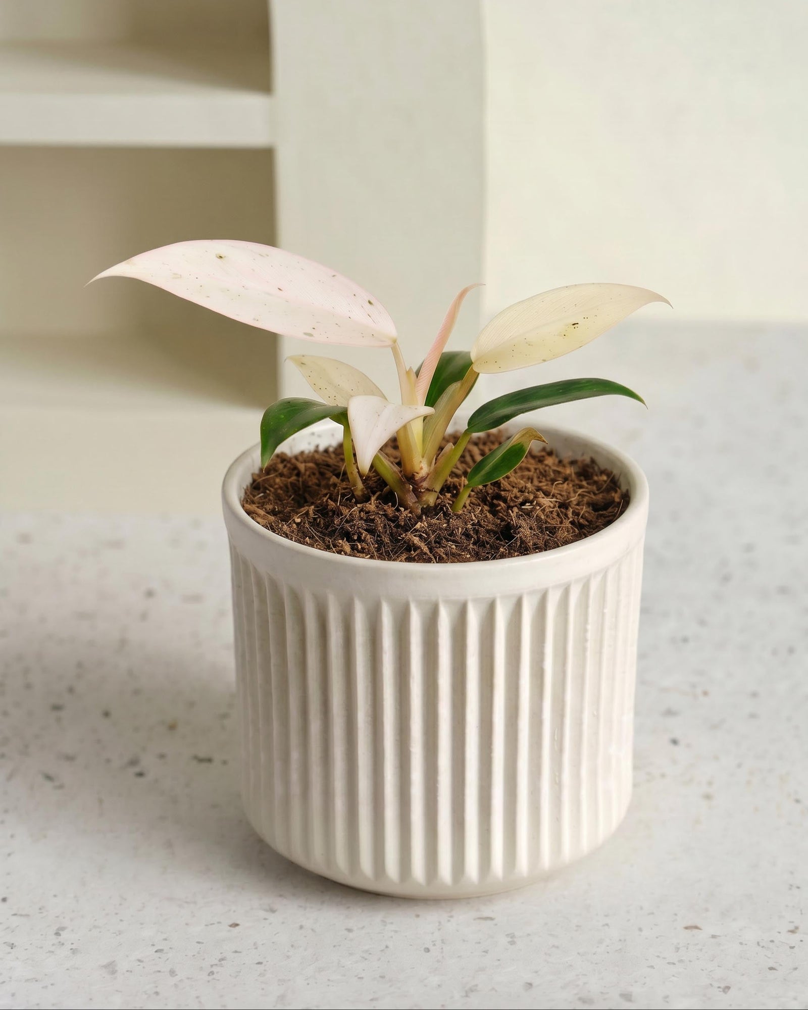 Small potted healthy philodendron whipple way baby in a white ribbed pot on a light surface