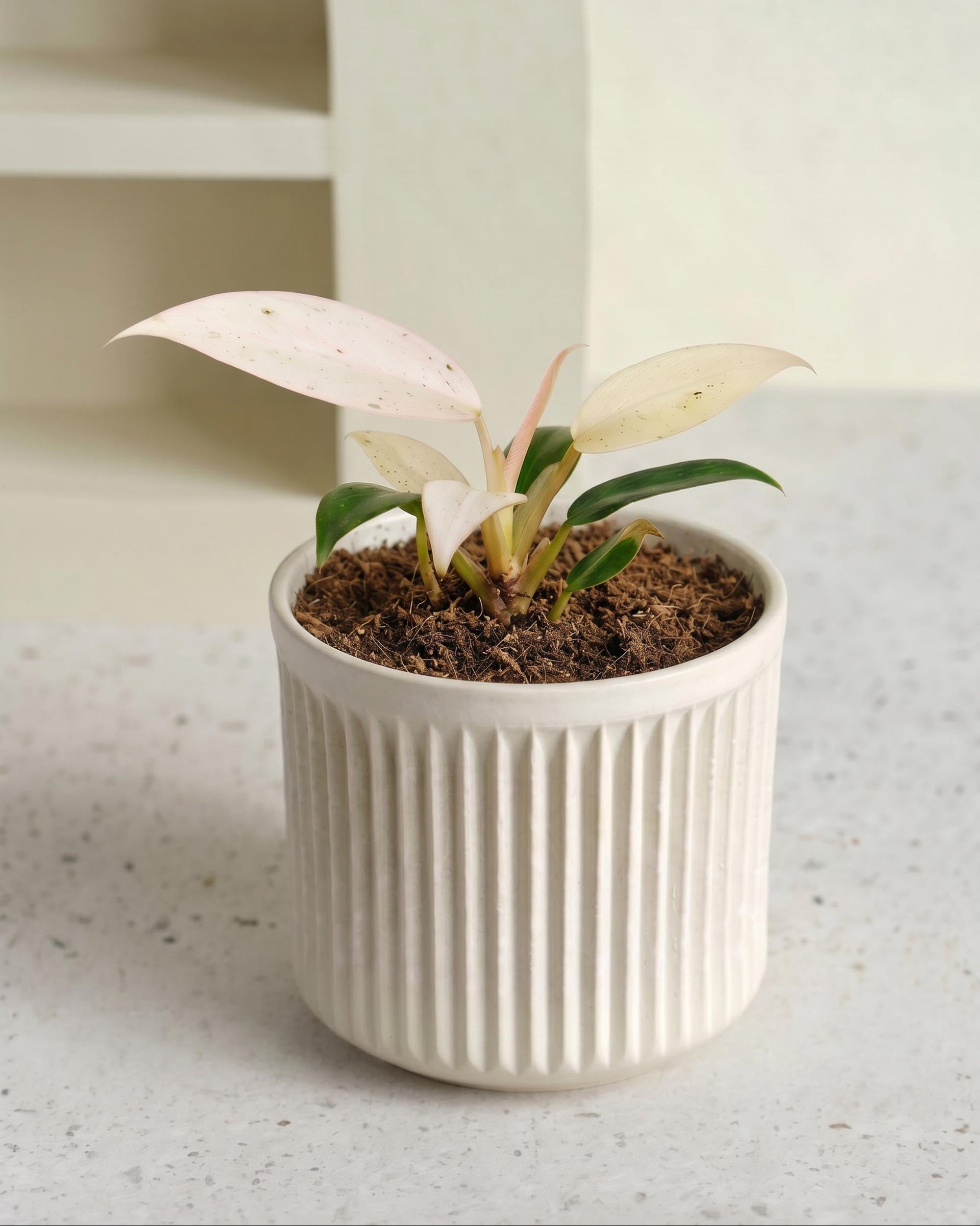 whipple way philodendron Philodendron 'Whipple Way' Baby
