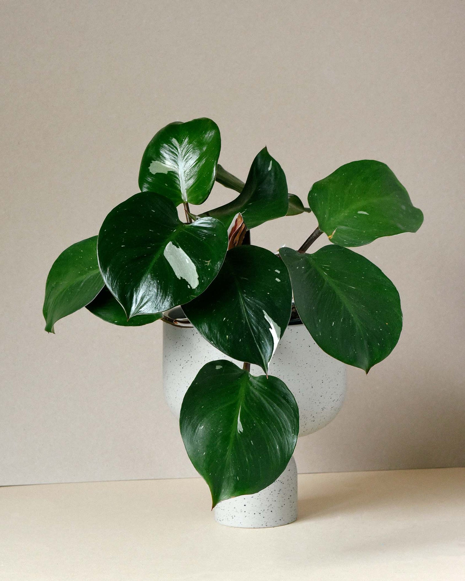 Philodendron White Knight M – Medium, Approx. 40.0cm height – 15.0cm Pot Default Title