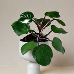 Philodendron 'White Knight' 
