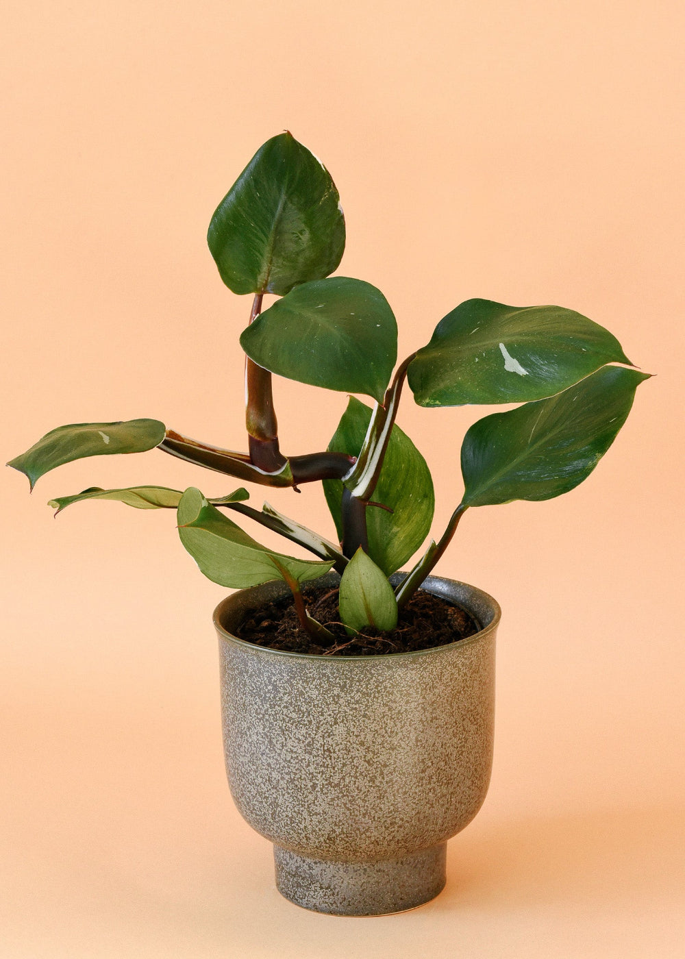 buy philodendron white knight Philodendron 'White Knight' Medium
