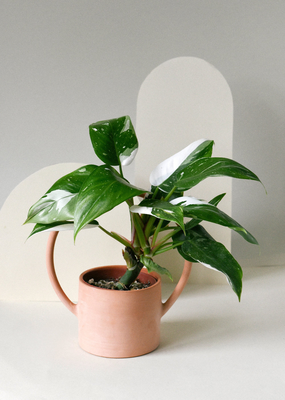 Philodendron 'White Princess' Medium