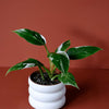 Philodendron 'White Princess' Medium