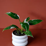 Philodendron 'White Princess' Medium