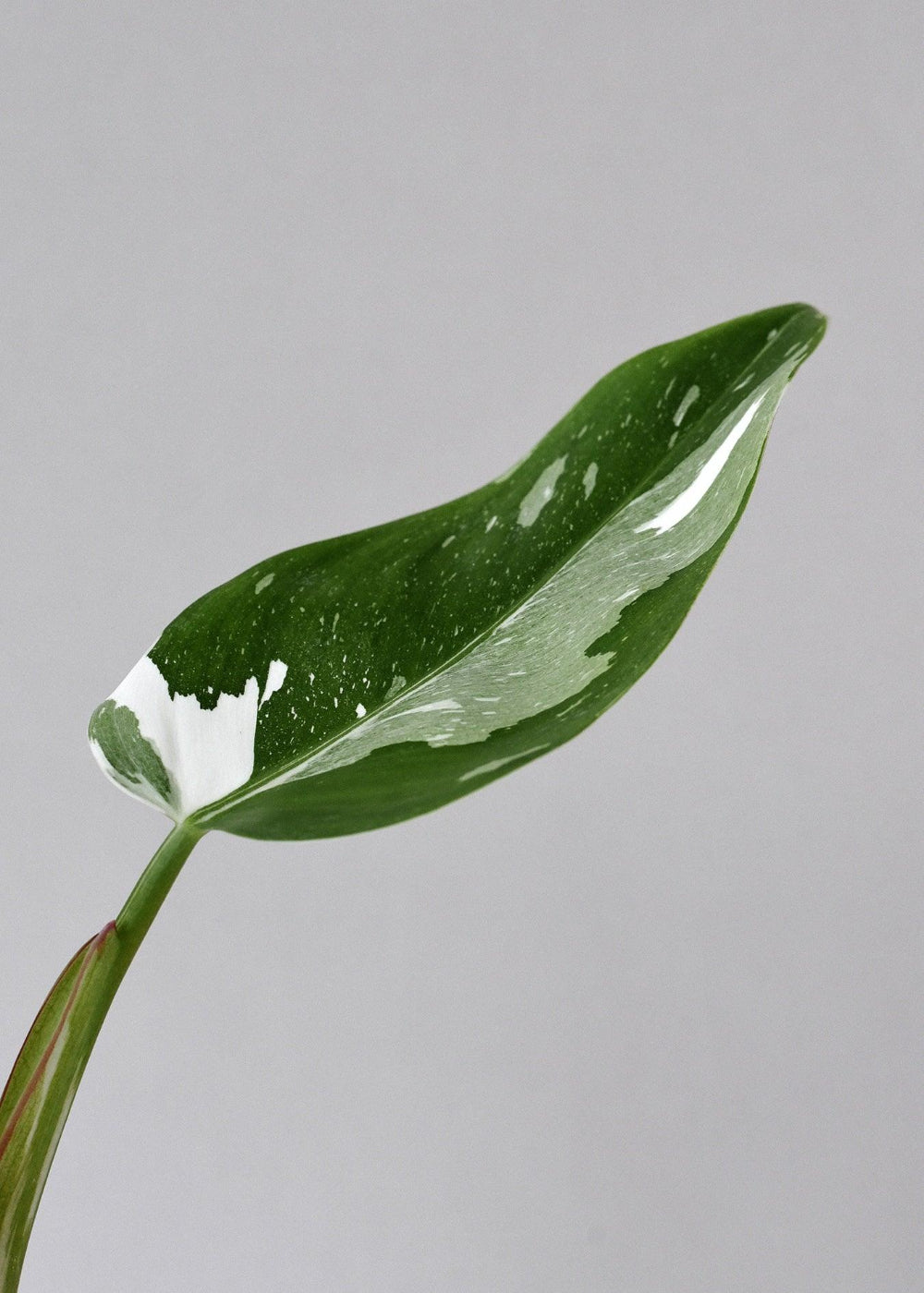 Philodendron 'White Princess' Medium