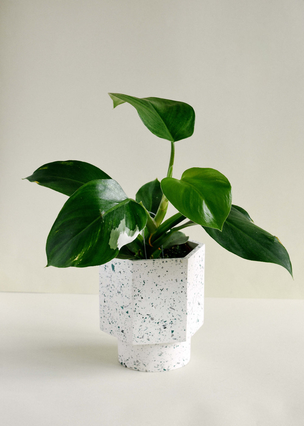 philodendron white wizard moss pole Philodendron 'White Wizard' Medium