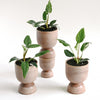 Four small potted white princess philodendron in matching ceramic pots on a white background