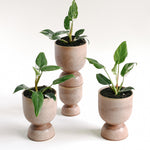 Four small potted white princess philodendron in matching ceramic pots on a white background