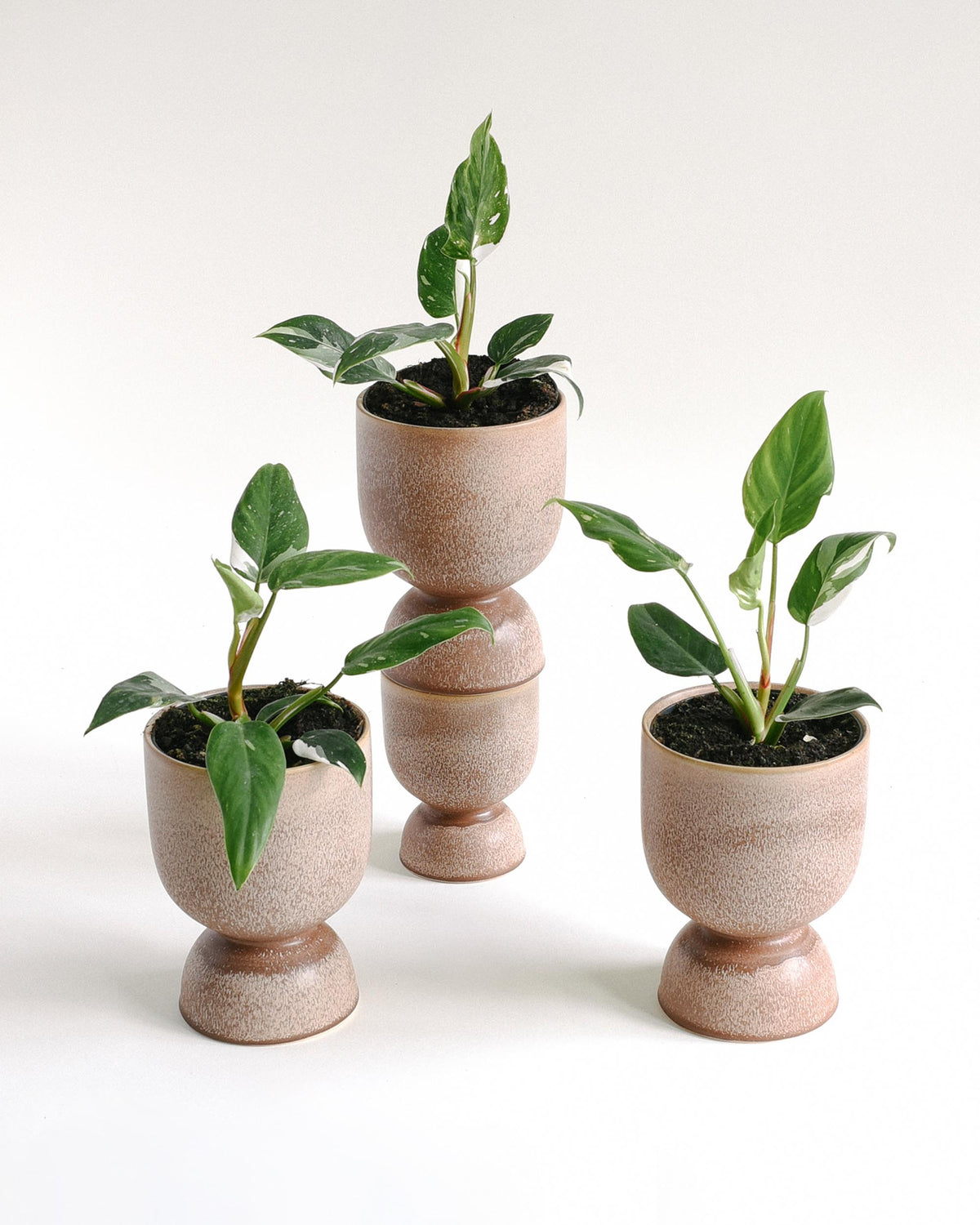 Four small potted white princess philodendron in matching ceramic pots on a white background