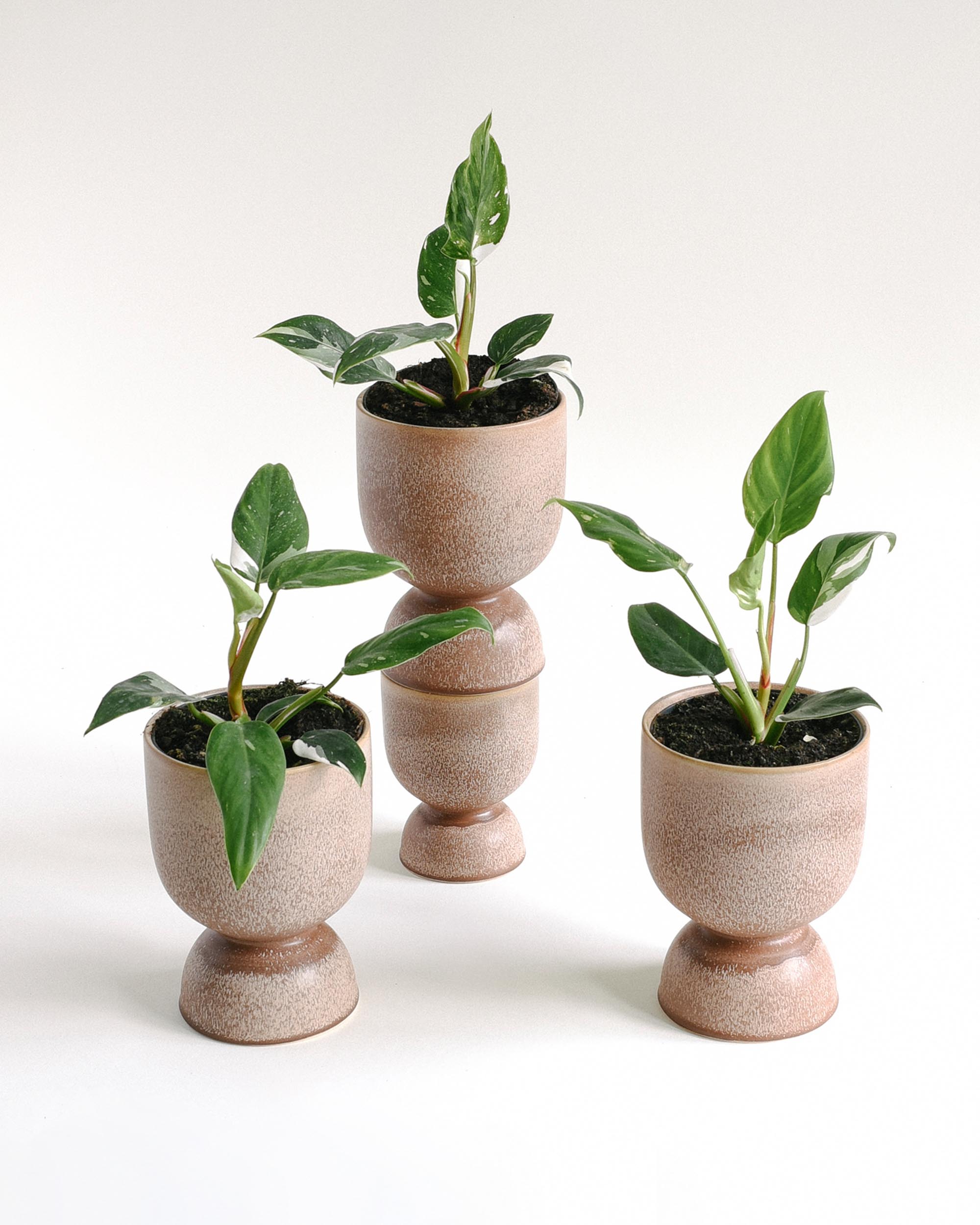 Four small potted white princess philodendron in matching ceramic pots on a white background