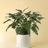 Potted Thaumatophyllum (Philodendron) 'Xanadu' with large green leaves on a beige background