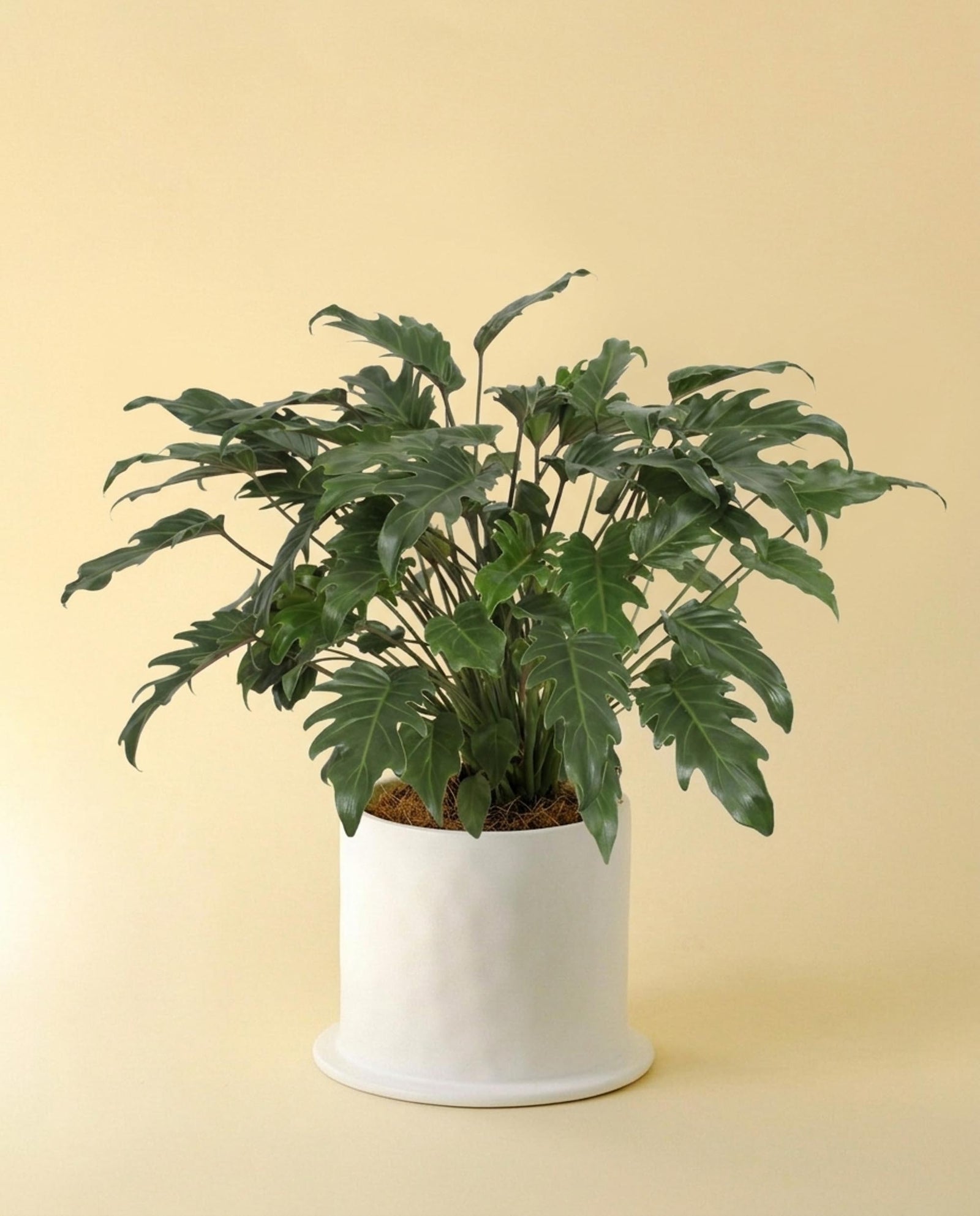 Potted Thaumatophyllum (Philodendron) 'Xanadu' with large green leaves on a beige background