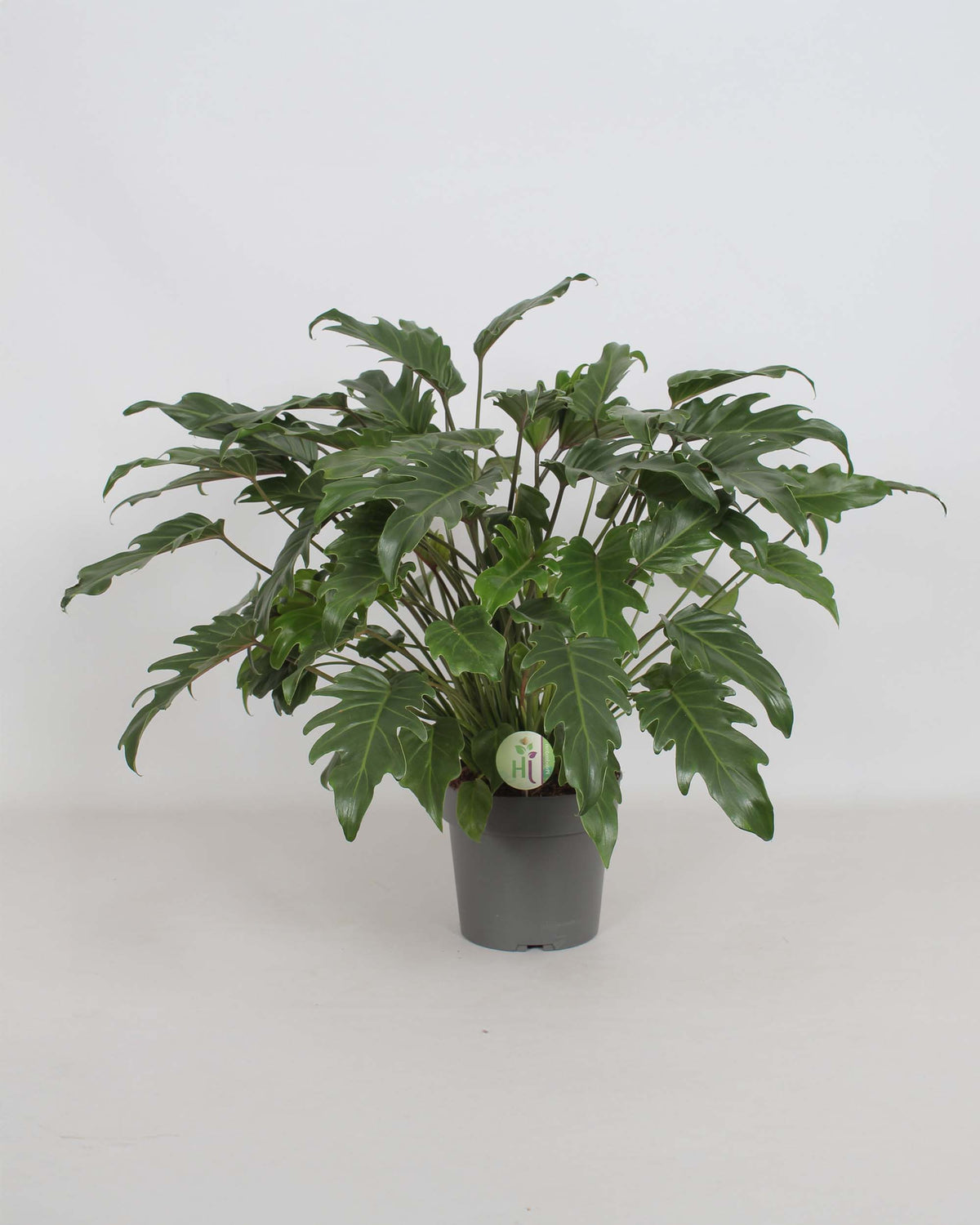 Thaumatophyllum Xanadu XL displaying dense, structured leaves in a tall nursery pot on a light background.