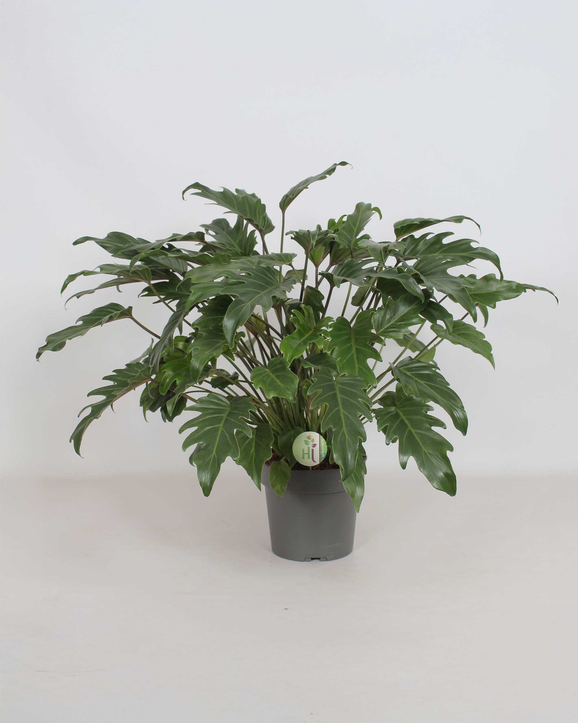 Thaumatophyllum Xanadu XL displaying dense, structured leaves in a tall nursery pot on a light background.