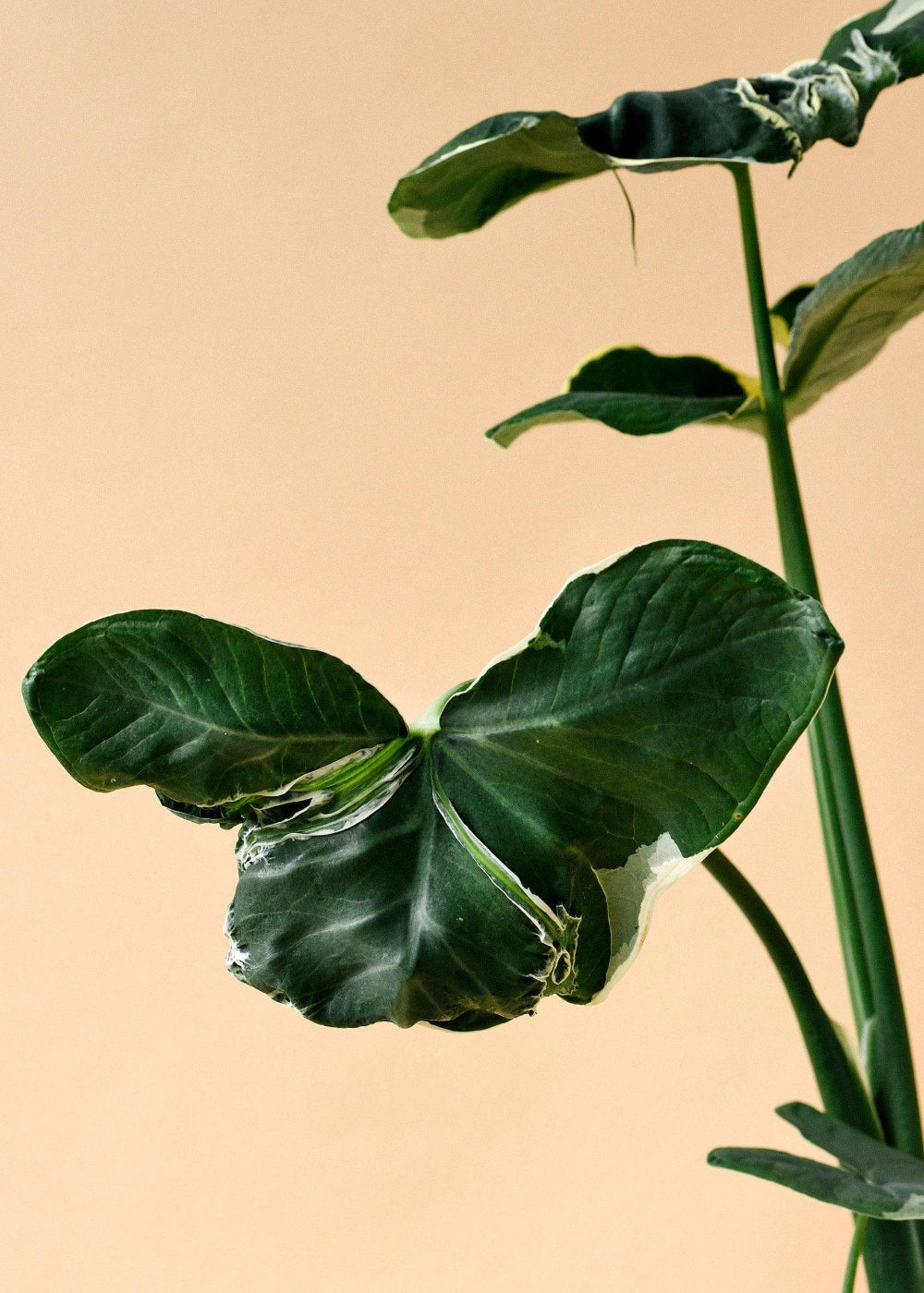 Xanthosoma albomarginata 'Mickey Mouse' detail of leaves and stems