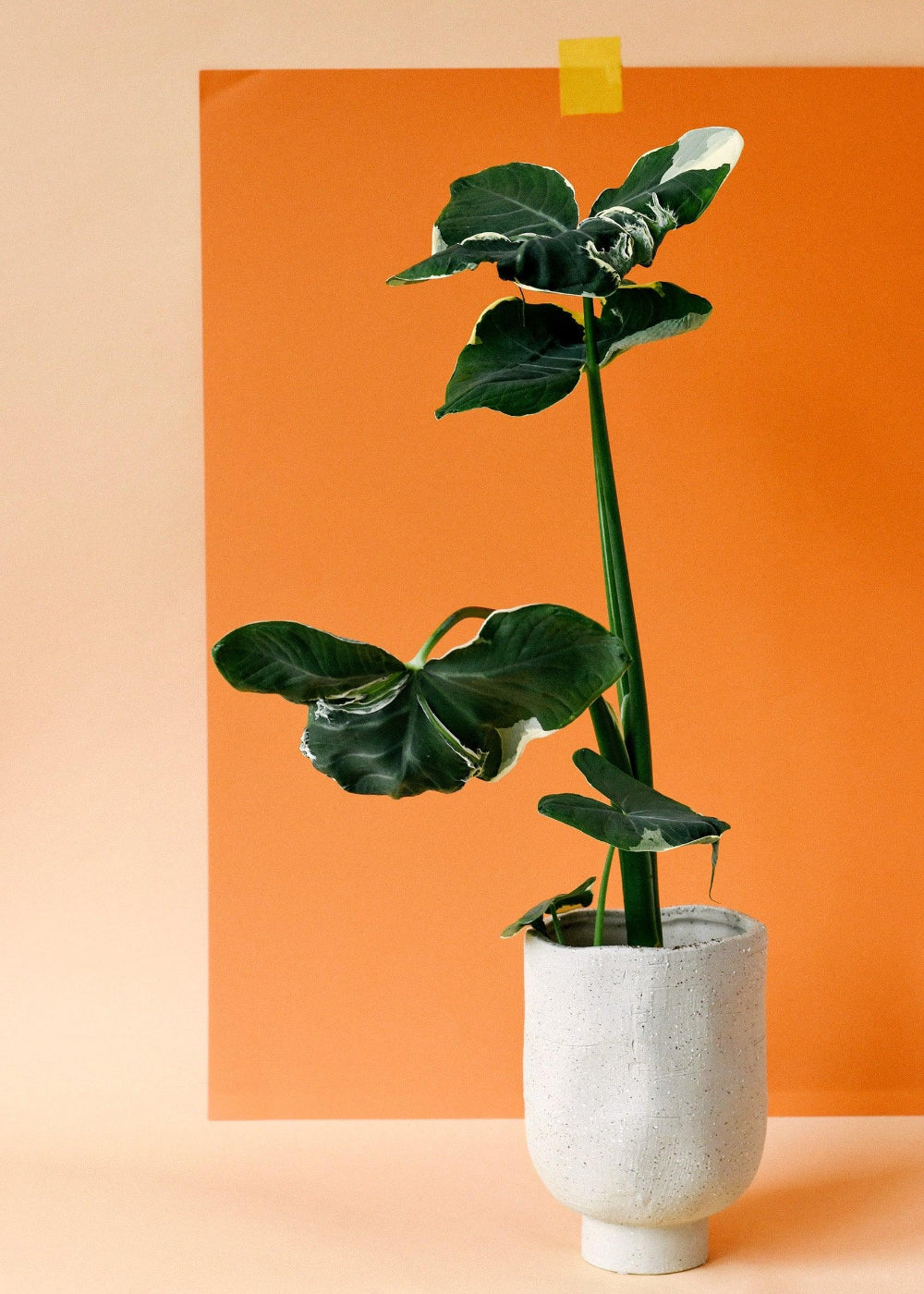 Xanthosoma albomarginata 'Mickey Mouse' mature plant with large variegated leaves