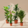 A stylish XL indoor plant set including Strelitzia nicolai, Monstera deliciosa (moss pole), Dracaena fragrans, and Dypsis lutescens, in nursery pots on a beige backdrop.
