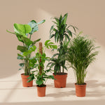 A stylish XL indoor plant set including Strelitzia nicolai, Monstera deliciosa (moss pole), Dracaena fragrans, and Dypsis lutescens, in nursery pots on a beige backdrop.