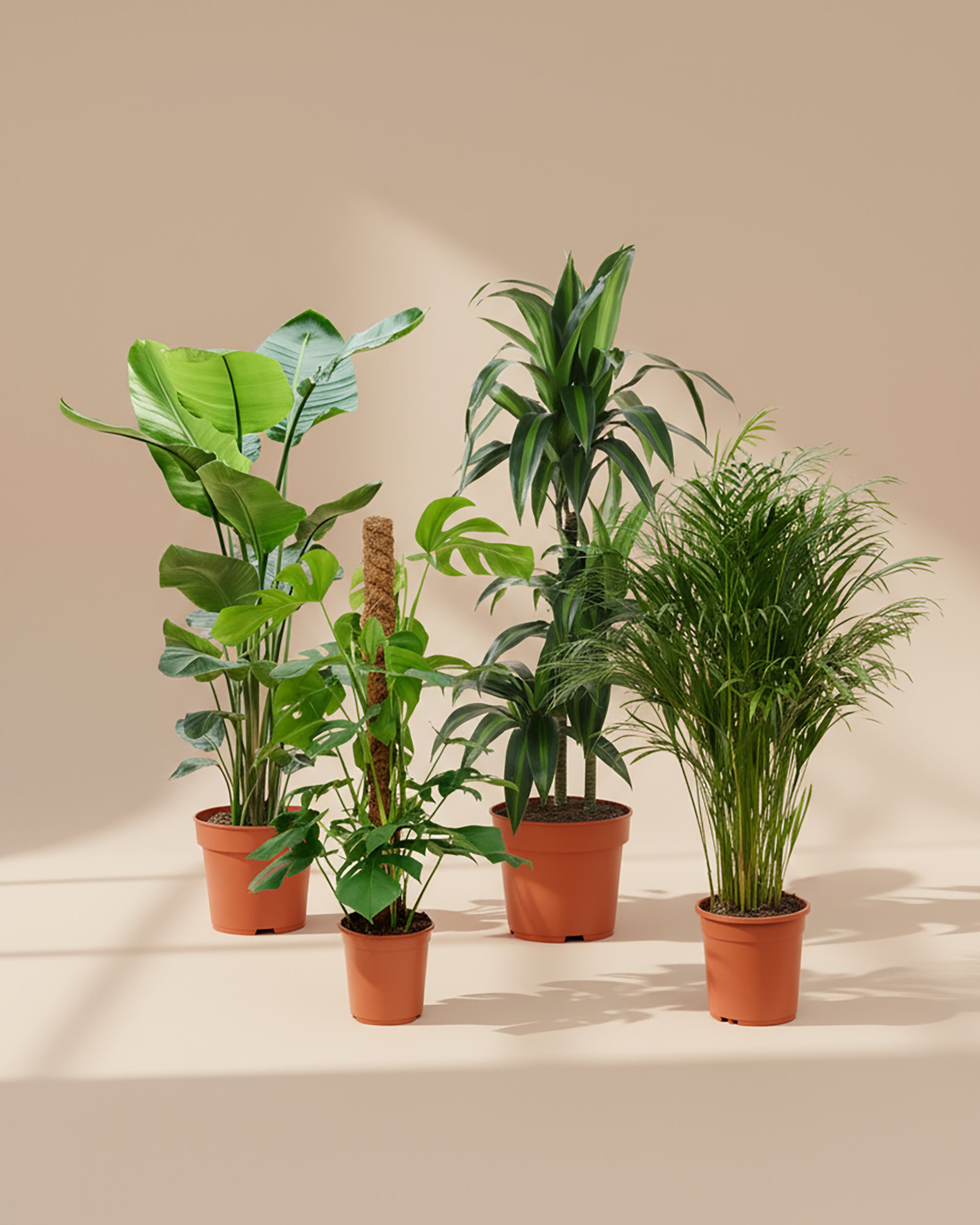 A stylish XL indoor plant set including Strelitzia nicolai, Monstera deliciosa (moss pole), Dracaena fragrans, and Dypsis lutescens, in nursery pots on a beige backdrop.
