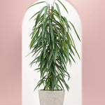 Ficus binnendijkii 'Alii' XL