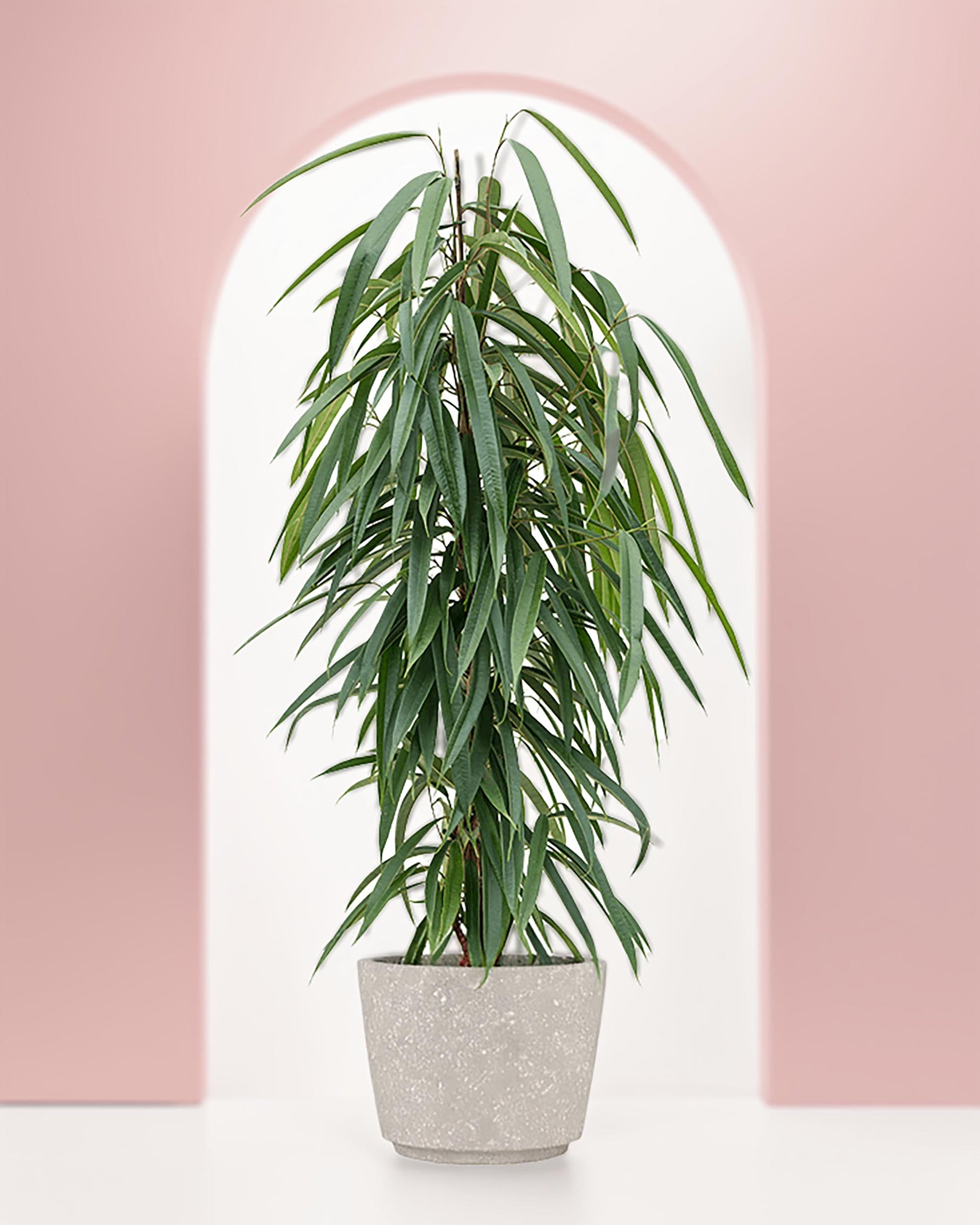 ficus alii indoor plant Ficus binnendijkii 'Alii' XL