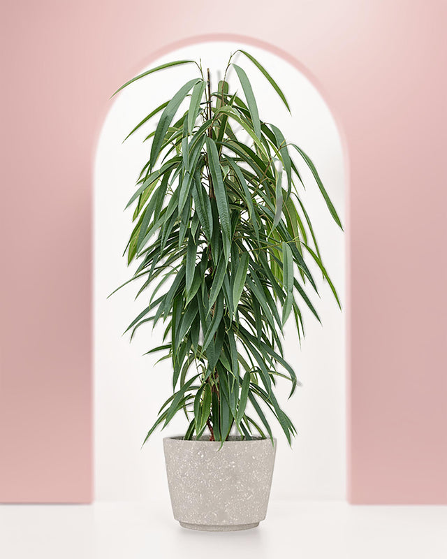 Ficus binnendijkii 'Alii' XL