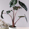 Alocasia Yucatan Princess XL 2