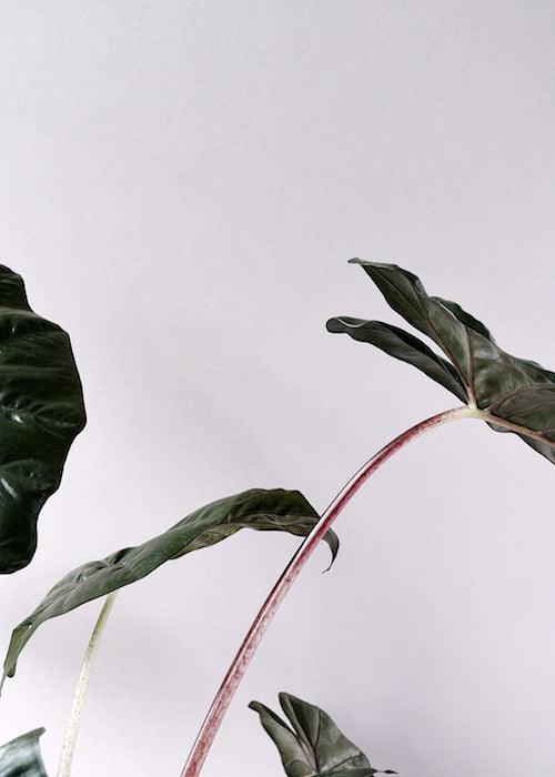 Alocasia Yucatan Princess XL 3