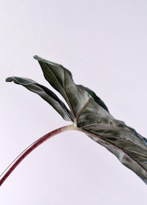 Alocasia Yucatan Princess XL 4