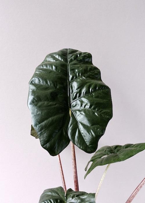 Alocasia Yucatan Princess XL 5