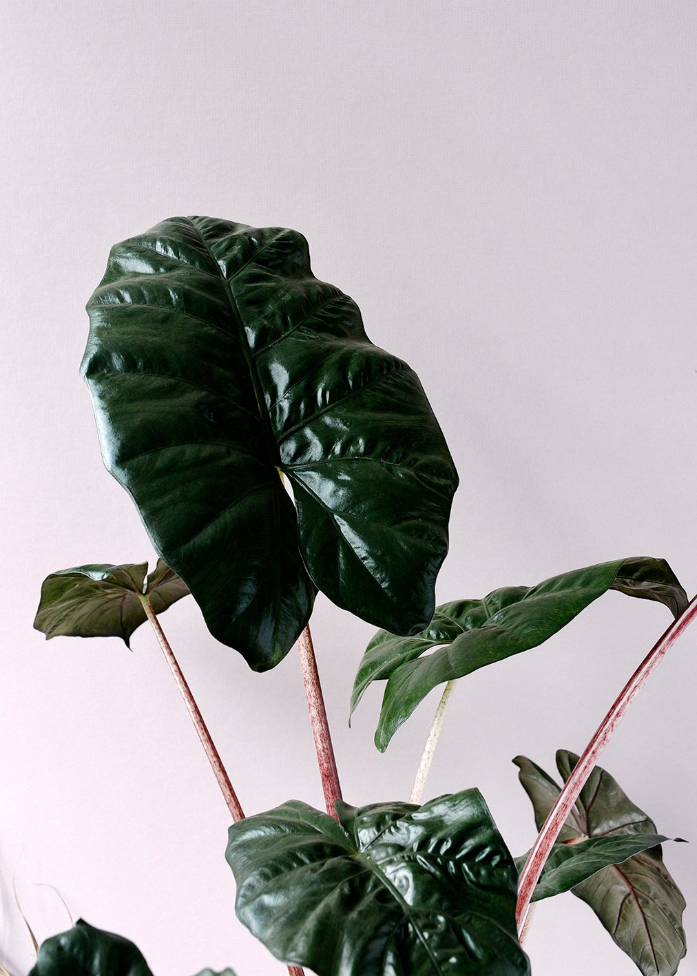 alocasia yucatan princess