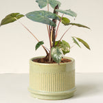 Alocasia sarawakensis 'Yucatan-Prinzessin'