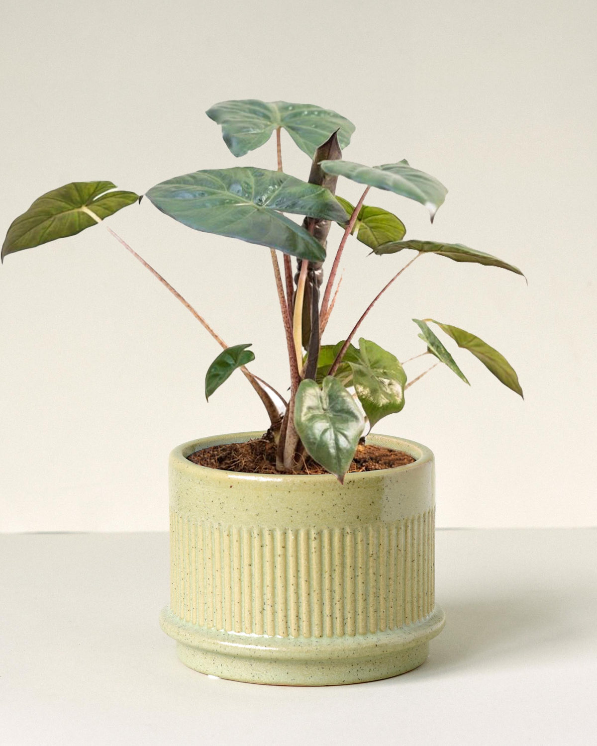 A potted Alocasia sarawakensis 'Yucatan princess' plant with large, glossy, dark-green leaves, situated against a neutral background.