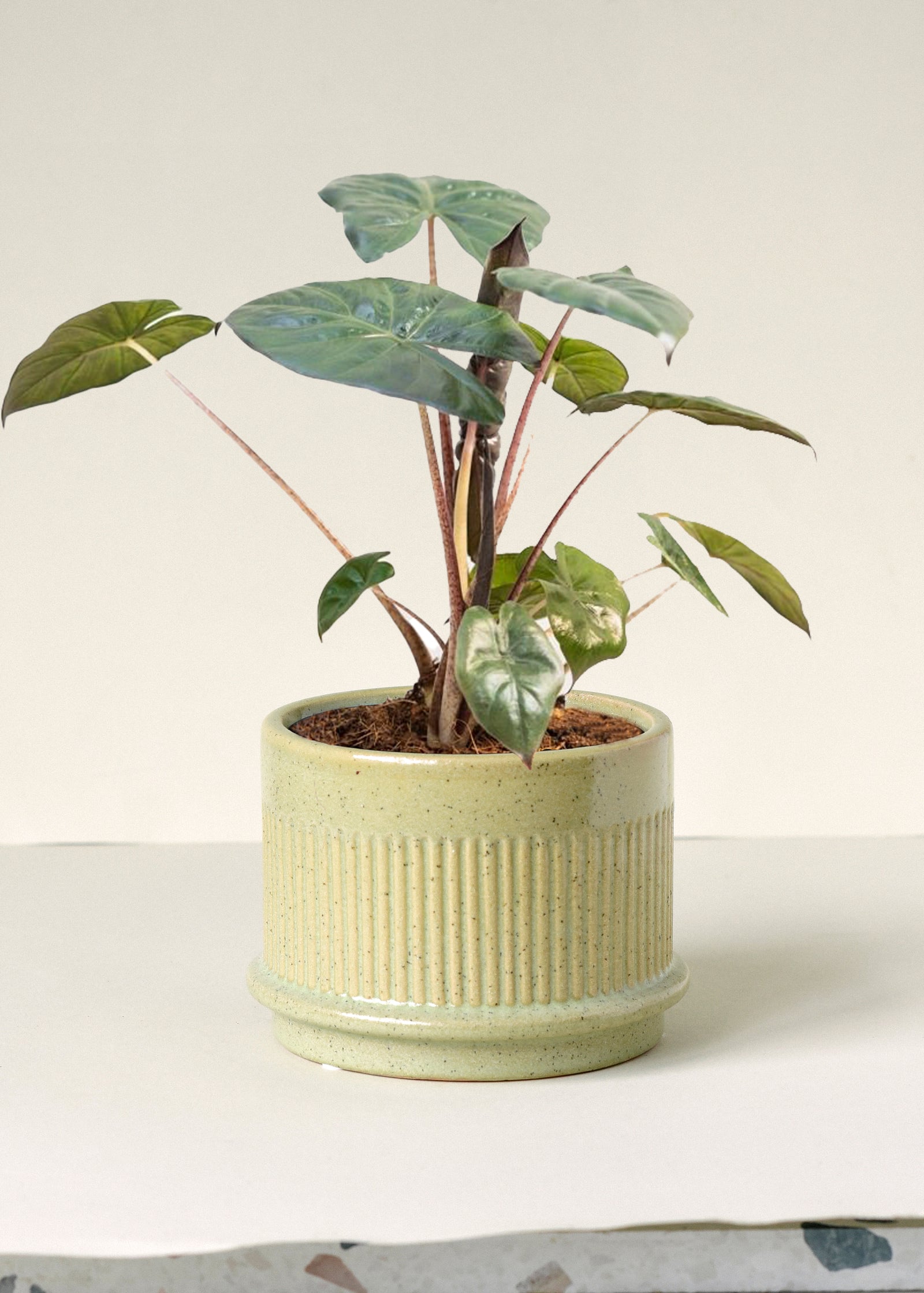 Alocasia sarawakensis 'Yucatan-Prinzessin'