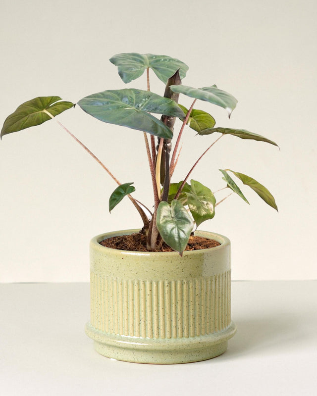 A potted Alocasia sarawakensis 'Yucatan princess' plant with large, glossy, dark-green leaves, situated against a neutral background.