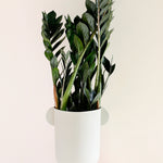 Zamioculcas zamiifolia “Raven”