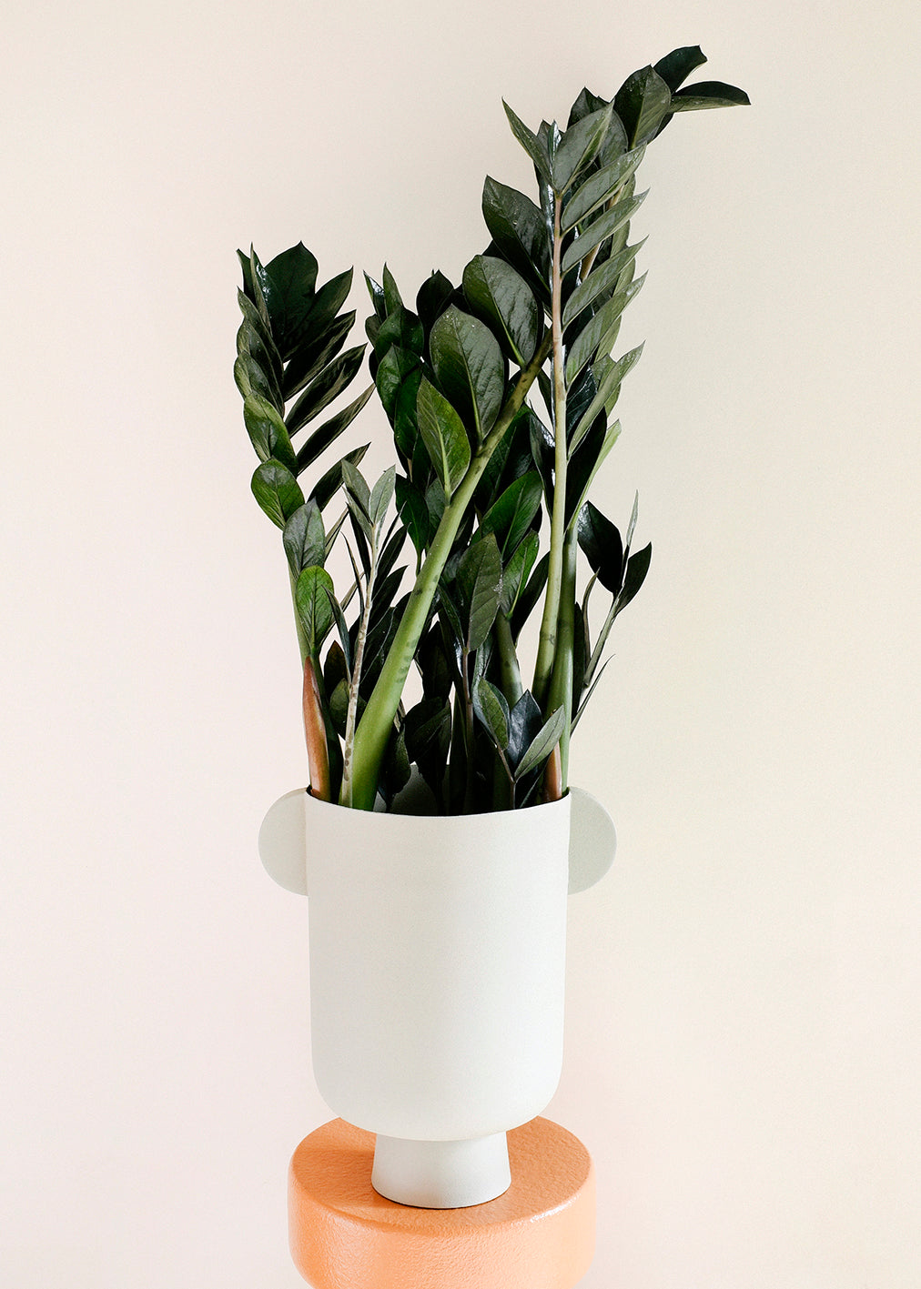 Healthy Zamioculcas zamiifolia ‘Black Raven’ in a white modern pot. A perfect ZZ plant for your indoor houseplant collection.