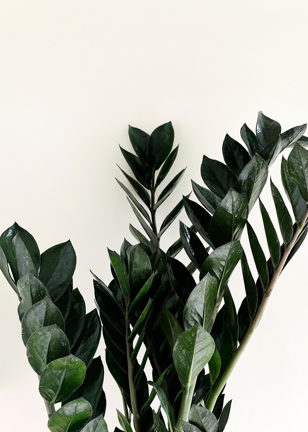 Close-up of Zamioculcas zamiifolia ‘Black Raven’ leaves showing glossy dark foliage. A perfect ZZ plant for your indoor houseplant collection.