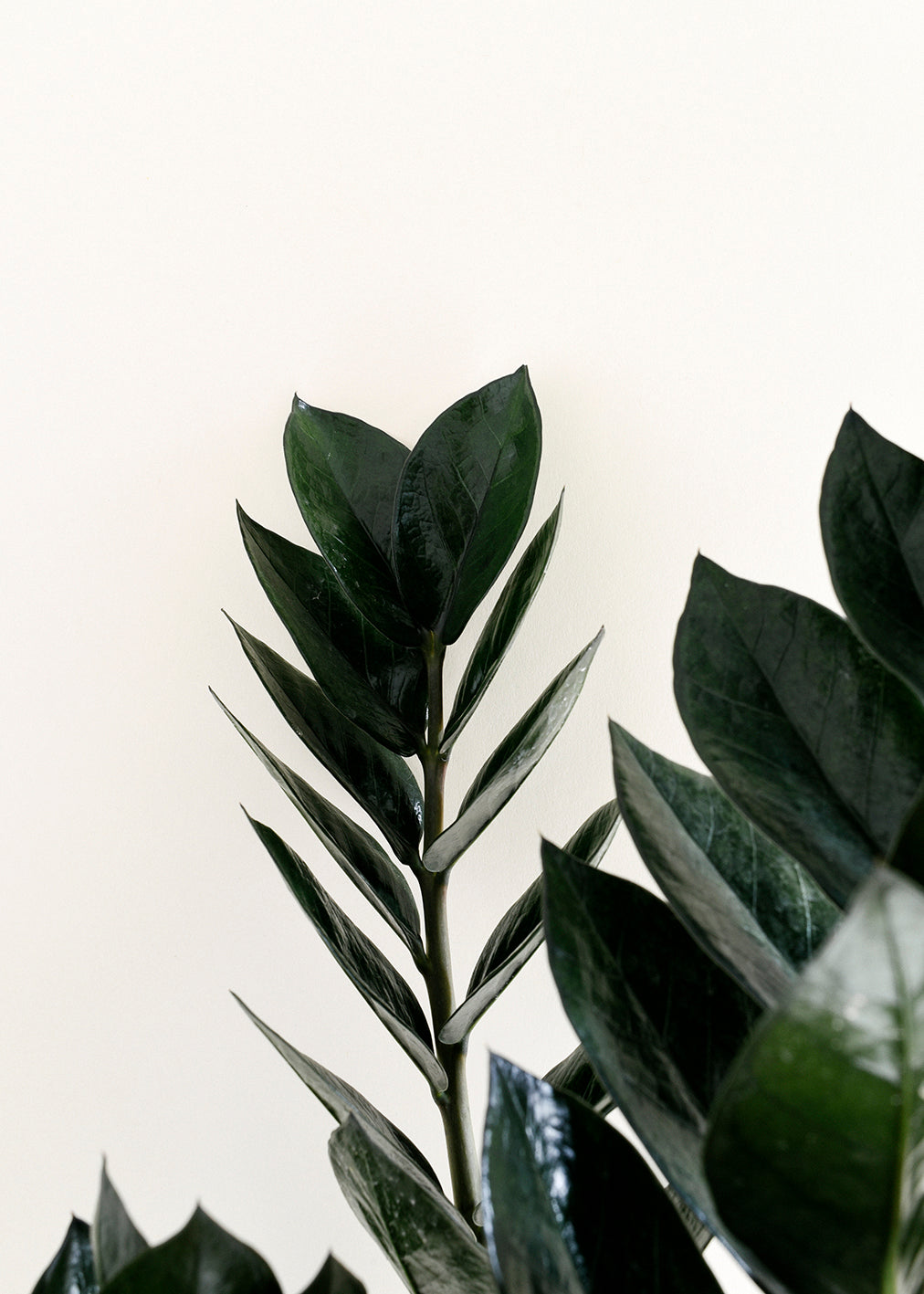 Side view of Zamioculcas zamiifolia ‘Black Raven’ Large with upright stems and dark leaves. A perfect ZZ plant for your indoor houseplant collection.