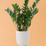 Zamioculcas Zamiifolia 'ZZ Plant'