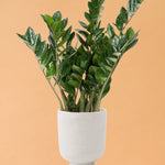 zamioculcas_zamiifolia_ds