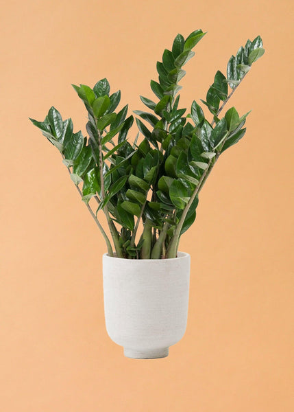zamioculcas zamiifolia - plant zz - p21 Zamioculcas Zamiifolia by Plant Circle