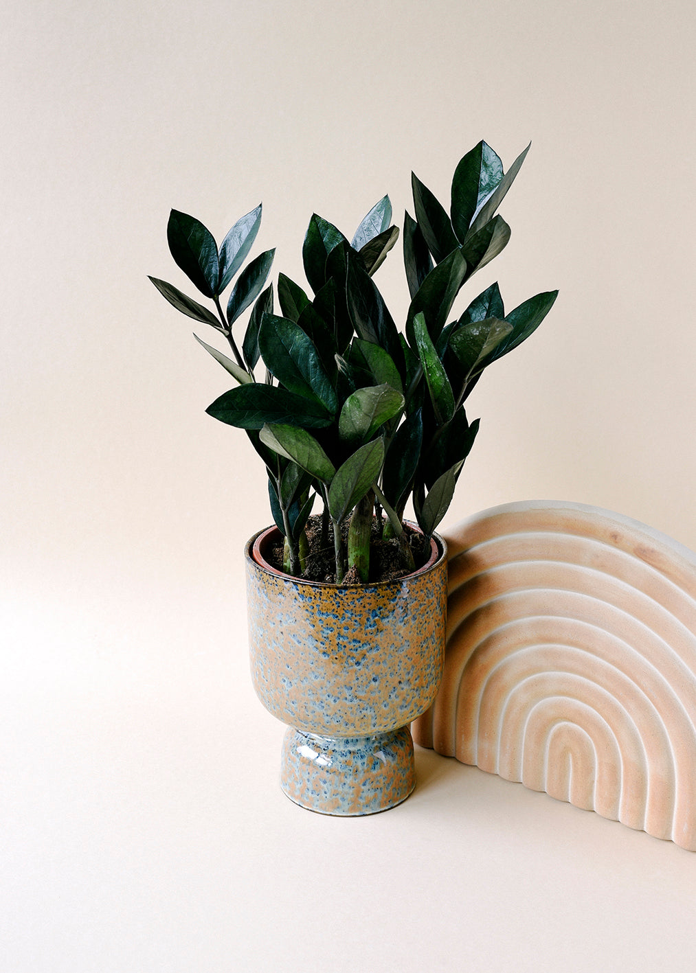 Large Zamioculcas zamiifolia ‘Black Raven’ styled in a white pot on a neutral background. A perfect ZZ plant for your indoor houseplant collection.